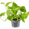Efeutute, Epipremnum aureum, im Kunststoff-Kulturtopf
