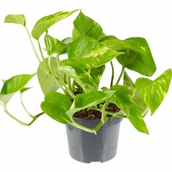 Efeutute, Epipremnum aureum, im Kunststoff-Kulturtopf