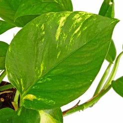 Efeutute, Epipremnum aureum, im Kunststoff-Kulturtopf