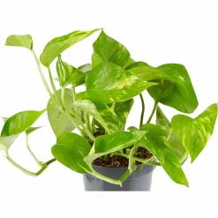Efeutute, Epipremnum aureum, im Kunststoff-Kulturtopf