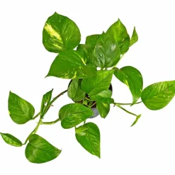 Efeutute, Epipremnum aureum, im Kunststoff-Kulturtopf