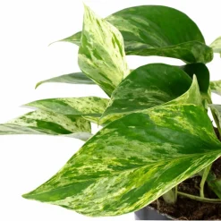 Efeutute, Epipremnum aureum, im Kunststoff-Kulturtopf