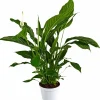 Einblatt, Spathiphyllum wallisii, Blütenfarbe: weiß
