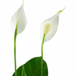 Einblatt, Spathiphyllum wallisii, Blütenfarbe: weiß