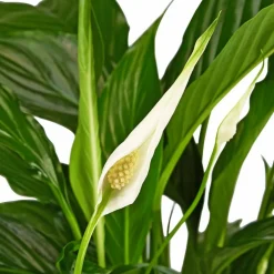 Einblatt, Spathiphyllum wallisii, Blütenfarbe: weiß