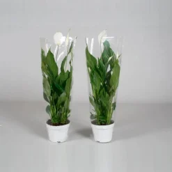 Einblatt, Spathiphyllum wallisii, Blütenfarbe: weiß