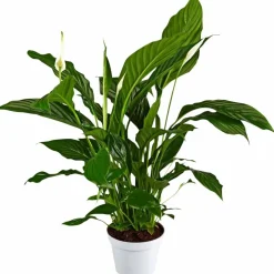 Einblatt, Spathiphyllum wallisii, Blütenfarbe: weiß