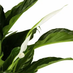 Einblatt, Spathiphyllum wallisii, Blütenfarbe: weiß