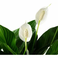 Einblatt, Spathiphyllum wallisii, Blütenfarbe: weiß