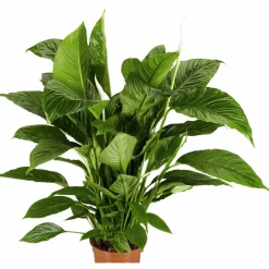 Einblatt, Spathiphyllum wallisii, Blütenfarbe: weiß