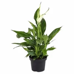 Einblatt, Spathiphyllum wallisii, Blütenfarbe: weiß
