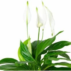 Einblatt, Spathiphyllum wallisii, Blütenfarbe: weiß