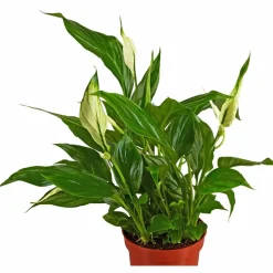 Einblatt, Spathiphyllum wallisii, Blütenfarbe: weiß