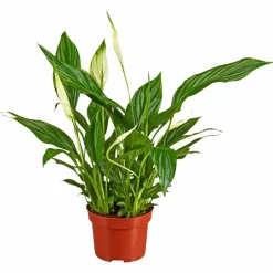 Einblatt, Spathiphyllum wallisii, Blütenfarbe: weiß