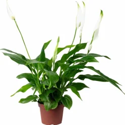 Einblatt, Spathiphyllum wallisii, Blütenfarbe: weiß