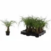 Elefantenfuß »Beaucarnea recurvata«, 15 cm