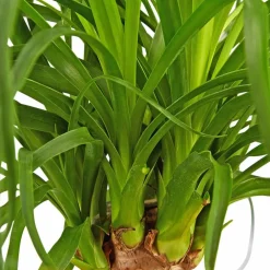 Elefantenfuss, Beaucarnea recurvata, im Kunststoff-Kulturtopf