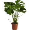 Fensterblatt, Monstera deliciosa