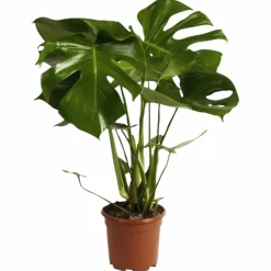 Fensterblatt, Monstera deliciosa