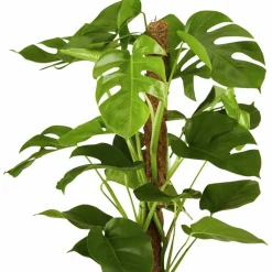 Fensterblatt, Monstera deliciosa