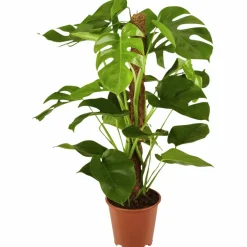 Fensterblatt, Monstera deliciosa