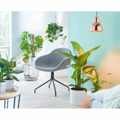 Fensterblatt, Monstera deliciosa