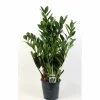 Glücksfeder, Zamioculcas zamiifolia, im Kunststoff-Kulturtopf