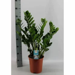 Glücksfeder, Zamioculcas zamiifolia, im Kunststoff-Kulturtopf
