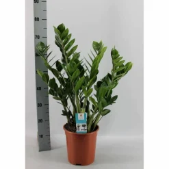 Glücksfeder, Zamioculcas zamiifolia, im Kunststoff-Kulturtopf