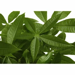 Gluecksbaum, Pachira aquatica