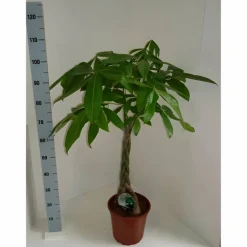 Gluecksbaum, Pachira aquatica