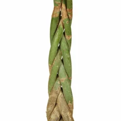 Gluecksbaum, Pachira aquatica