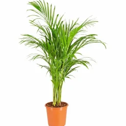Goldfruchtpalme Dypsis lutescens