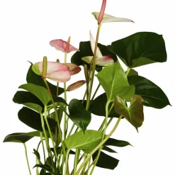 Große Flamingoblume Anthurium andraeanum 6 – 8 Blüten rosa Ø 14 cm