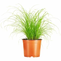 Katzengras, Cyperus zumula