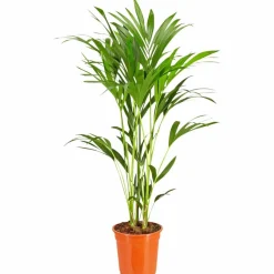 Kentiapalme Howea forsteriana