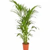 Kentiapalme Howea forsteriana
