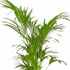 Kentiapalme Howea forsteriana
