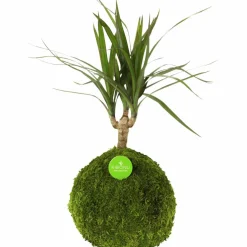 Kibonu Drachenbaum, Dracaena marginata »Dracaena Marginata«
