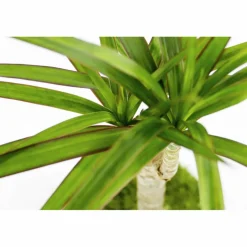 Kibonu Drachenbaum, Dracaena marginata »Dracaena Marginata«