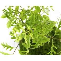 Kibonu Fiederaralie, Polyscias fruticosa »Polyscias Fruticosa«