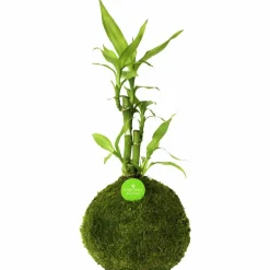 Kibonu Glücksbambus, Lucky bamboo »Lucky Bmboo«
