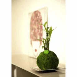 Kibonu Glücksbambus, Lucky bamboo »Lucky Bmboo«