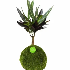Kibonu Wunderstrauch, Codiaeum batic »Codiaeum Batic«