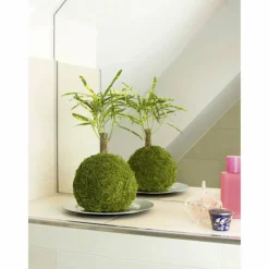 Kibonu Wunderstrauch, Codiaem Sunny »Codiaeum Sunny«