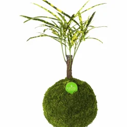 Kibonu Wunderstrauch, Codiaem Sunny »Codiaeum Sunny«