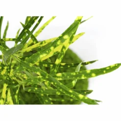 Kibonu Wunderstrauch, Codiaem Sunny »Codiaeum Sunny«