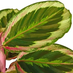 Korbmarante, Calathea Hybriden »Sorten-Mix«, im Kunststoff-Kulturtopf
