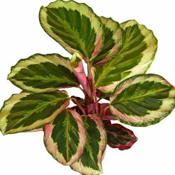 Korbmarante, Calathea Hybriden »Sorten-Mix«, im Kunststoff-Kulturtopf