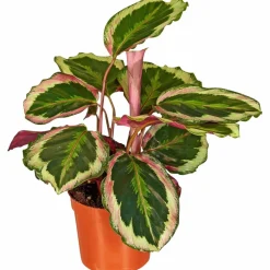 Korbmarante, Calathea Hybriden »Sorten-Mix«, im Kunststoff-Kulturtopf